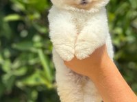 pati ver sizler için burada pomeranian