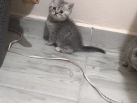 british shorthair tabby