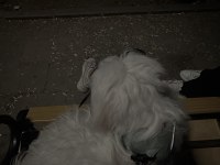 Acil sahiplendirme maltipoo köpeği