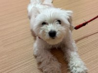 Ücretsiz Sahiplendirme Dişi Köpeğimiz