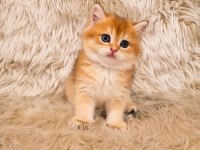 Özel Renk British Shorthair Yavrular