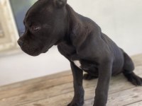 Cane corso dişi yavrular