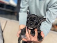HASKAN FRENCH BULLDOG YAVRULARIMIZI SAHİPLENDİRİYORUZ