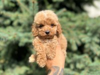 Türkiyenin en güzel maltipoo yavruları