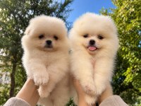 Pomeranian Teddy Face 