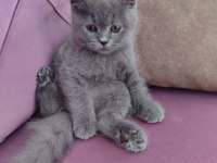 SAFKAN BRİTSH SHORT AİR