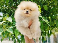 Pomeranian yavruları