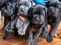 Ruhsatlı köpek çifliğinden cane Corso yavrular a scrli