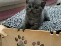 YAVRU KEDİLERİMİZ