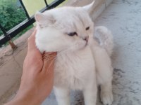 1 çift british shorthair