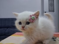 British shorthair mavi gözlü red point yavrularım