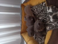 1.6.2023 doğumlu british shorthair yavrularımız