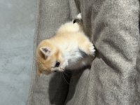British golden