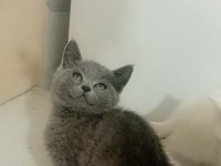 Gerçek bir dost kedi ise istediğiniz tamda doğru yerdesiniz