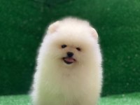 Ayıcık Yüzlü Pomeranian Boo