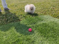Pomeranian yavrularımız her ile gönderim sağlanır