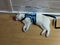 8 Aylık anne baba şecereli british shorthair
