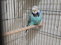 Muhabbet kuşu show