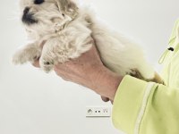 Minik beyaz pekinez köpeğim