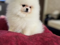 KRALİÇE GİBİ POMERANİAN BOO DİŞİ