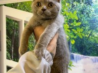 Scottish Fold ve British Shorthair Yavrular