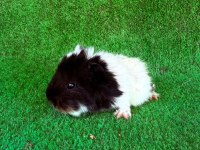 Rengarenk sevimli ginepigler