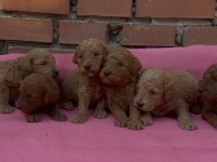 SHOW GÜZELLİKTE SAFKAN TOY POODLE YAVRULAR