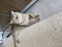 Scottish Fold 1.5 Yaşında Erkek