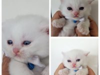 British shorthair bilgi özelden verilecek