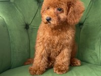 Evimizde Büyüyen Poodle Yavrularımız