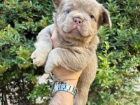 French Bulldog Yavru Köpekler