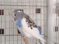 EŞE HAZIR KALİTELİ MUHABBET KUŞU DAMIZLIKLAR