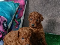 Toy poodle yavrularımız