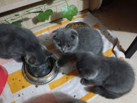 Ev Üretimi Erkek ve Dişi British Shorthair