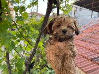 Erkek Maltipoo Yavrumuz