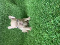 French bulldog güzellikler yeni yuvasını arıyor