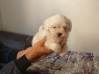 Biblo maltese bebek