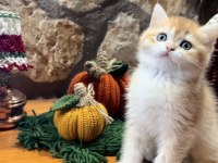 Saf Kan Golden British Shorthair Yavrular (Wcf kayıtlı)