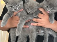 British shorthair yavrular