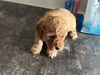 Toy poodle yavrular