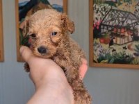 POODLE PRENS VE PRENSESLER