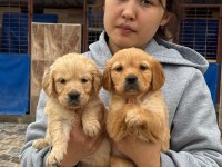 Golden retriever yavrular
