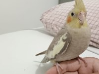 4 aylık sultan papağanı yavrumuz loki