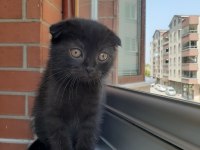 Dişi tek kalan yavru scottish fold
