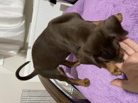 2 AYLIK KIZIL KING ERKEK DOBERMAN