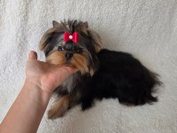 Şecere Evraklı Yorkshire Terrier Bebekler
