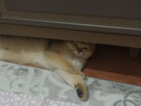 Oğlumuza kalıcı güvenilir aile arıyoruz scottish fold