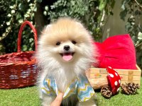 Safkan pomeranian bebekler
