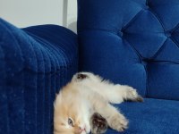 22 Şubat doğumlu erkek golden british longhair