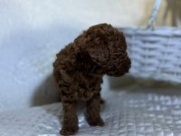 Orijinal toy poodle bebekler